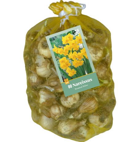 80 narcissus botanique jaune