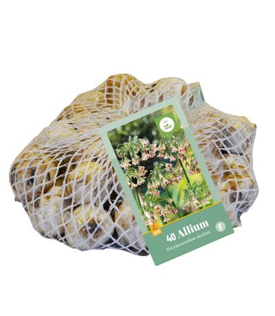 40 bulbes allium siculum