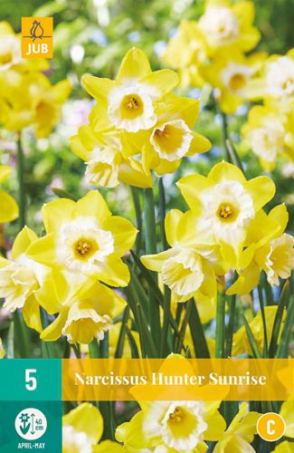 5 bulbes narcissus hunter sunrise