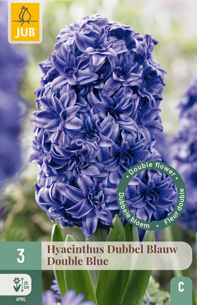 3 bloembollen hyacinthus dubbel blauw