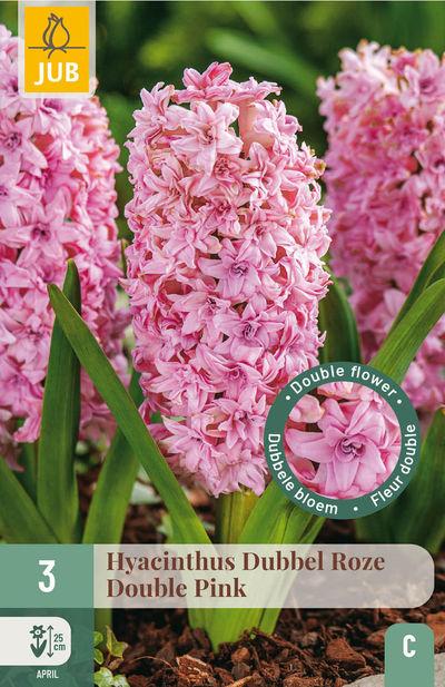 3 bloembollen hyacinthus dubbel roze