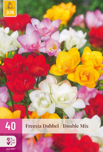 40 freesia dubbel mix