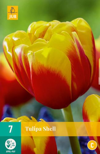 7 bloembollen tulipa shell