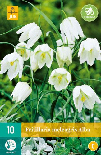 10 fritillaria meleagris alba