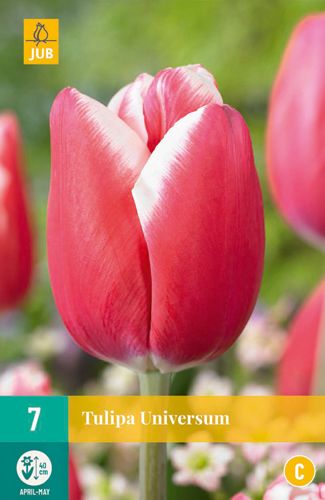 7 bulbes tulipa universum
