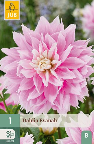 1 dahlia 'evanah'