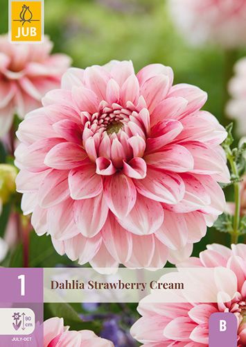 1 dahlia 'strawberry cream'