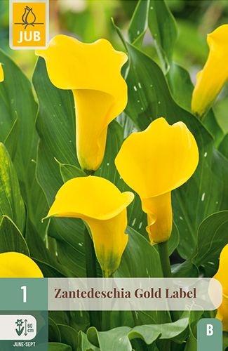 1 zantedeschia (calla) 'gold label'
