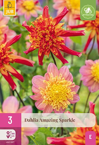 3 dahlias 'amazing sparkle'