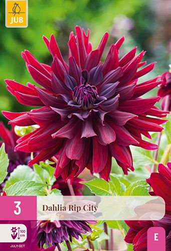 3 dahlias 'rip city'