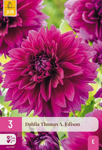3 dahlias 'thomas a. edison'