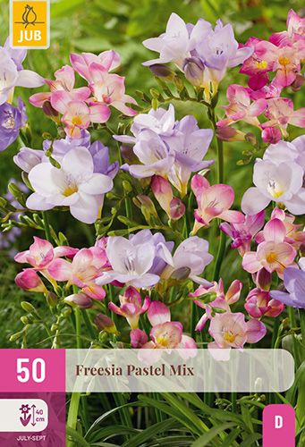 50 freesia 'pastel mix'