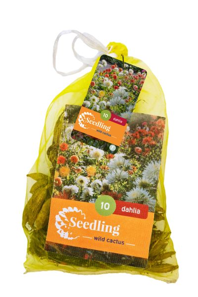 10 zaden dahlia cactus mix