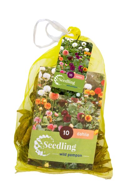 10 zaden dahlia pompon mix