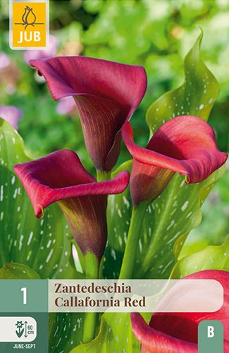 1 zantedeschia (calla) 'callafornia red'