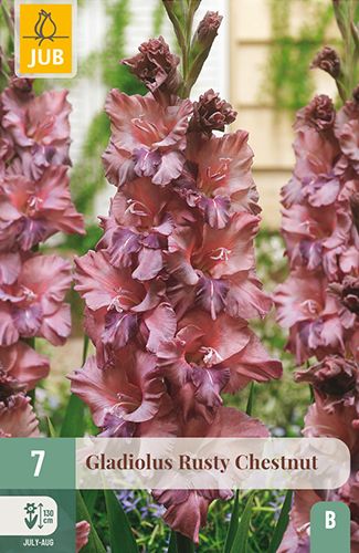 7 glaïeuls à grandes fleurs 'rusty chestnut'