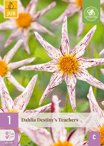 1 dahlia 'destiny's teachers'