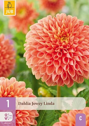 1 dahlia 'jowey linda'