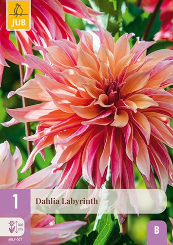 1 dahlia 'labyrinth'