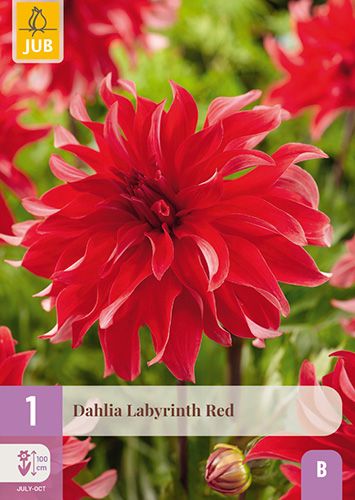 1 dahlia 'labyrinth red"