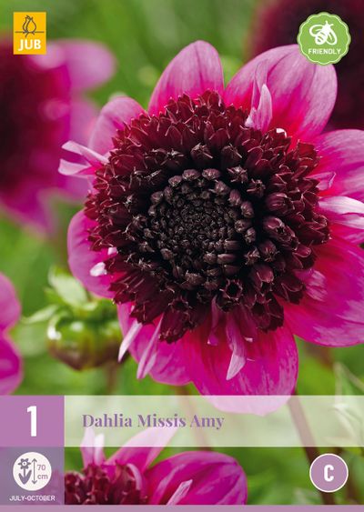 1 bloembol dahlia missis amy