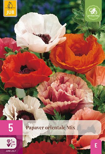 5 papaver orientale 'mix'