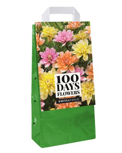 Tote bag avec un mélange de 5 dahlias waterlily mix