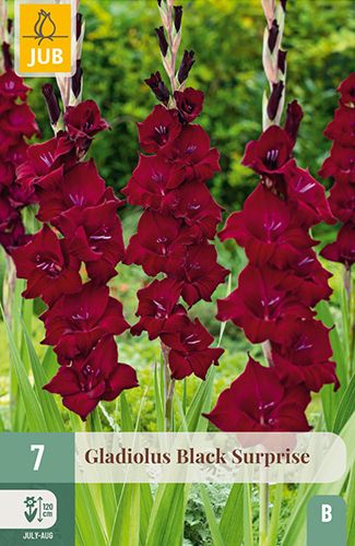 7 glaïeuls à grandes fleurs 'black surprise'