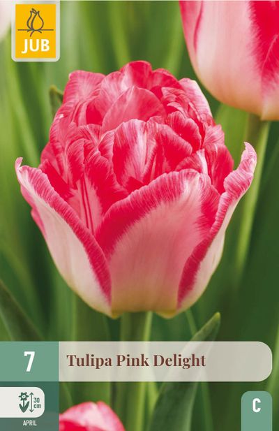 7 bloembollen tulipa pink delight