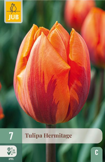 7 bloembollen tulipa hermitage