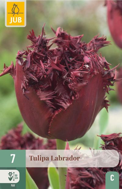7 bulbes tulipa labrador