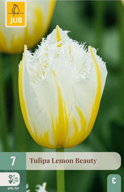 7 bulbes tulipa lemon beauty
