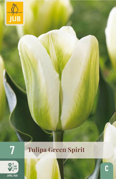 7 bulbes tulipa green spirit