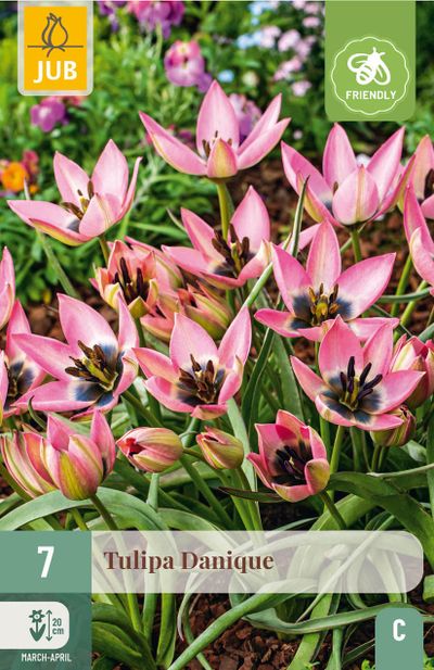 7 bulbes tulipa danique