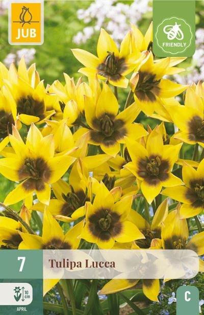 7 bulbes tulipa lucca