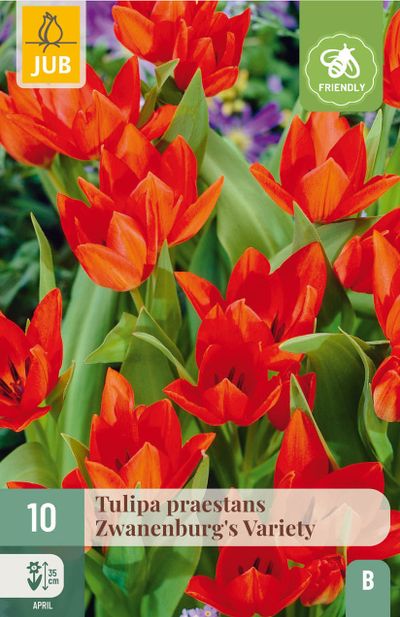 10 bloembollen tulipa praestans zwanenburg var.