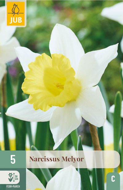5 bloembollen narcissus melyor
