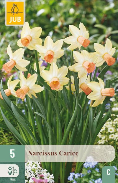 5 bulbes narcissus carice