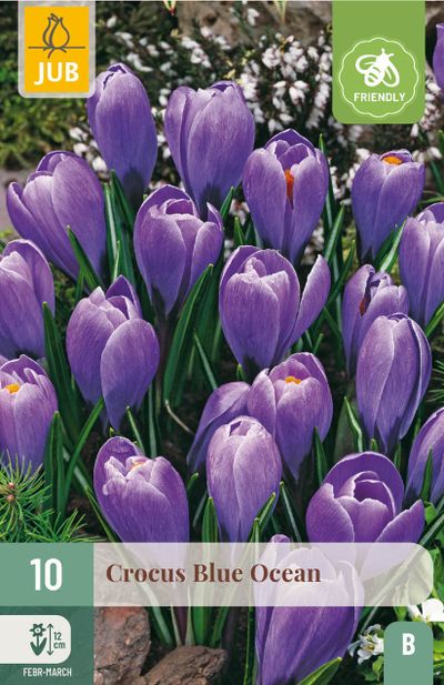10 bloembollen crocus blue ocean