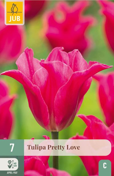 7 bloembollen tulipa pretty love
