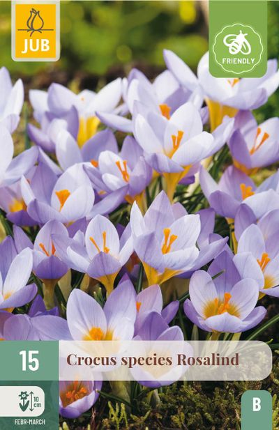 15 bloembollen crocus rosalind