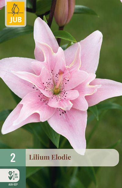 2 lilium double elodie
