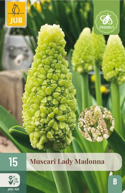 15 bloembollen muscari lady madonna