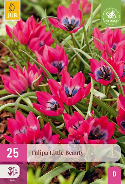 25 bloembollen tulipa little beauty