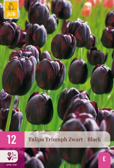 12 bloembollen tulipa triumph zwart