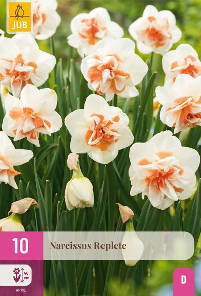 10 bloembollen narcissus replete