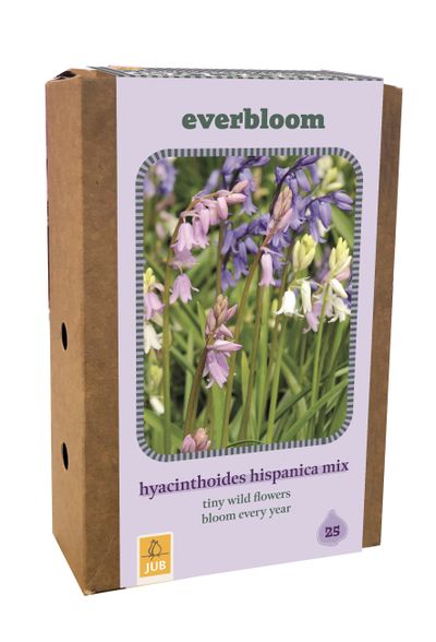 Doos 'everbloom' met 25 bloembollen hyacinthoides hisp. mix