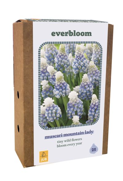 Doos 'everbloom' met 25 bloembollen muscari mountain lady