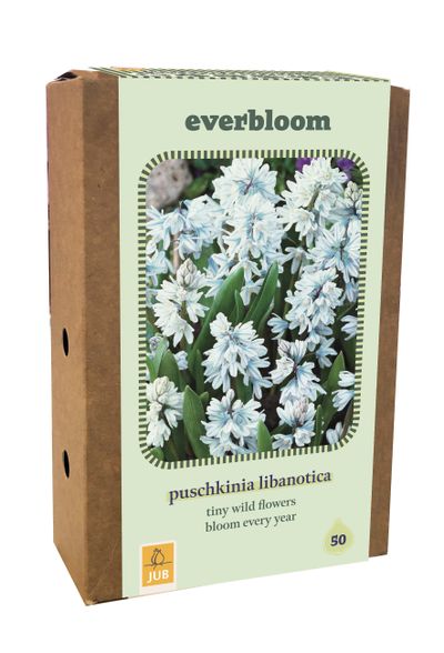 Doos 'everbloom' met 50 bloembollen puschkinia libanotica