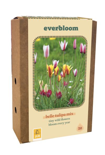 Doos 'everbloom' met 20 bloembollen tulipa belle tulipa mix